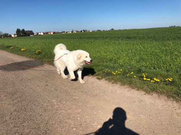 Die Bella wandert auf dem Feldweg zum großen Fluß mit dem komischen Namen