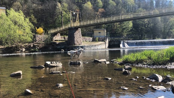 Jetzt kann die Bella sogar auf dem Wasser stehen 🐶😂🐶