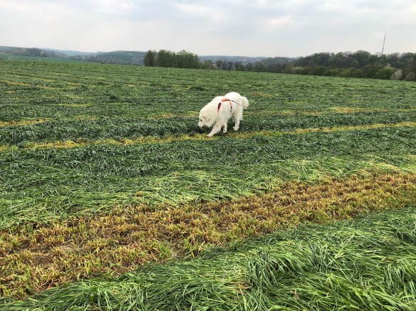 Ööööö, wo ist denn mein hohes Gras hin? Wer hat mein Feld kaputt gemacht?