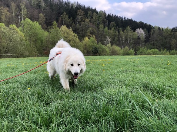 Die kleine Pyrenäenberghündin Annastasia Isabella Prinzessin Idefix vom Ehrenberger Hof geht ihr hohes Gras suchen