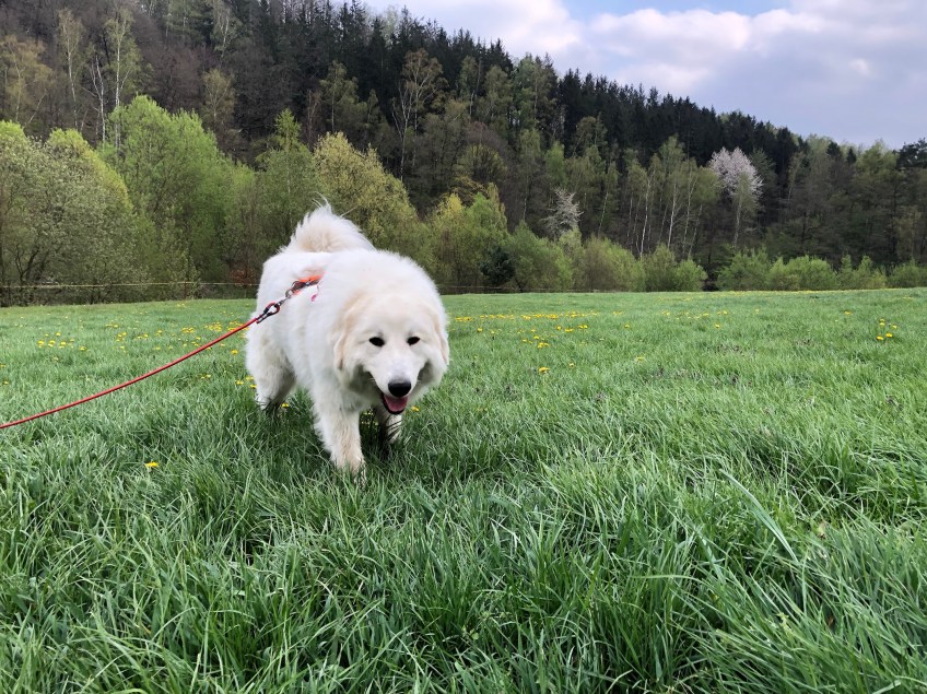 Die kleine Pyrenäenberghündin Annastasia Isabella Prinzessin Idefix vom Ehrenberger Hof geht ihr hohes Gras suchen