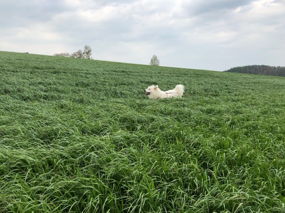 … ich kann flitzen! …