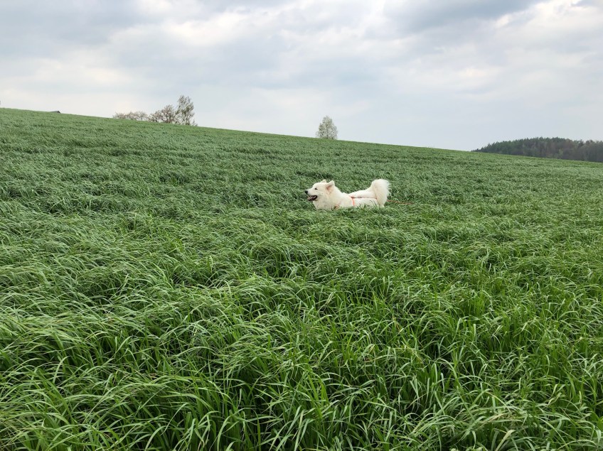… ich kann flitzen! …