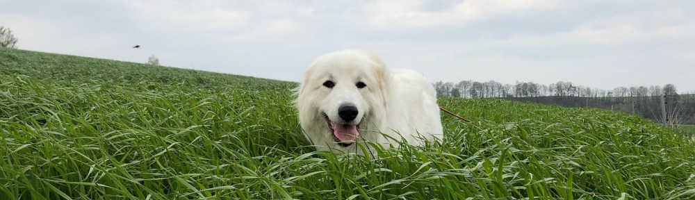 … Ich habe mein hohes Gras wieder!