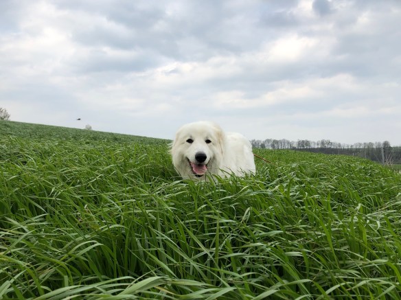… Ich habe mein hohes Gras wieder!