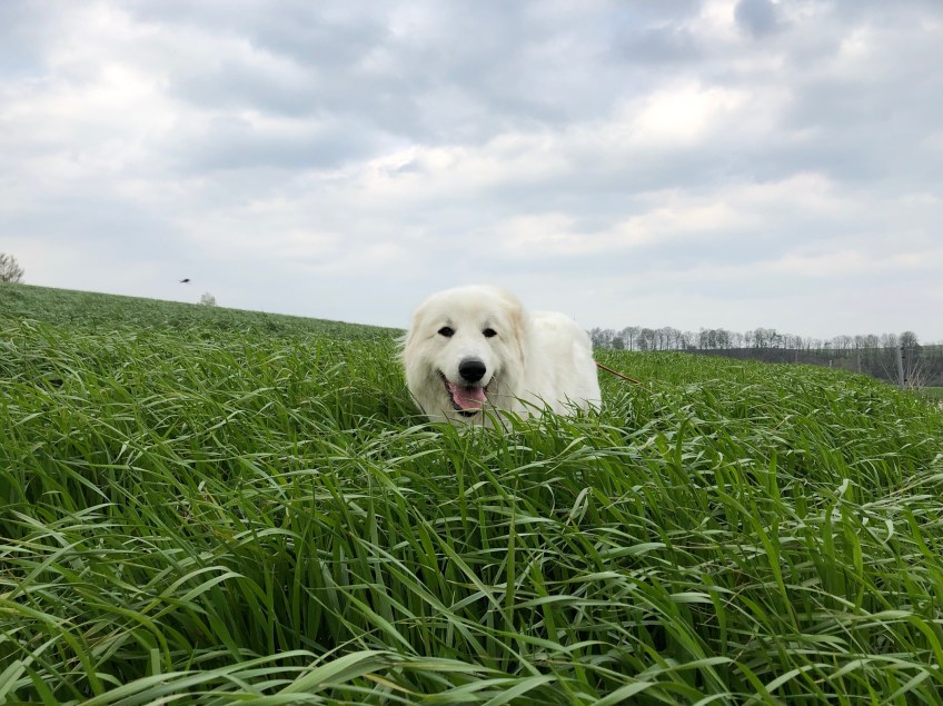 … Ich habe mein hohes Gras wieder!