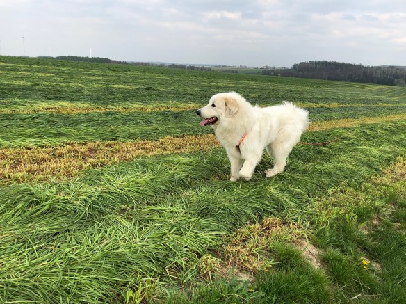 Auf dem Nachhauseweg nochmal über das kaputte Grasfeld
