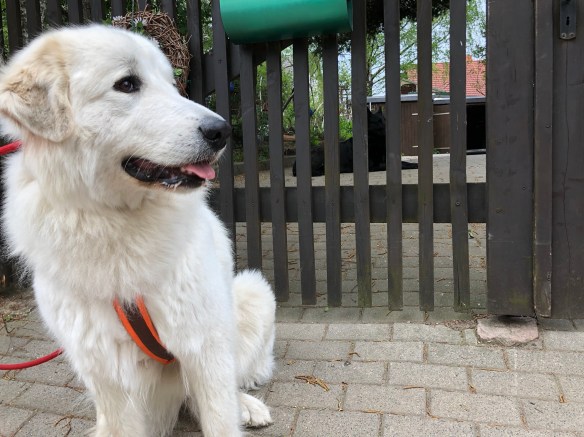 Die Bella bei der schwarzen Schäferhündin