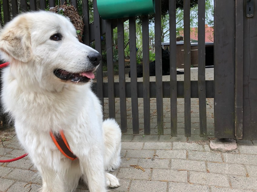Die Bella bei der schwarzen Schäferhündin