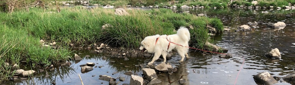 Die Bella geht an ihrer Lieblingsbadestelle baden