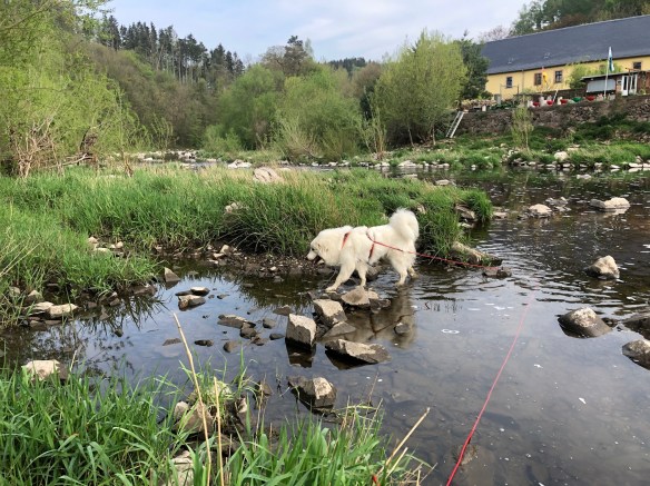 Die Bella geht an ihrer Lieblingsbadestelle baden