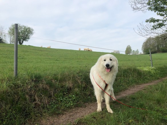 Die Bella an der Weide, dahinter sind die Rindviehcher!