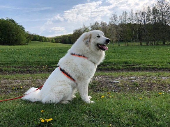 Abendspaziergang mit meinem großen Mensch