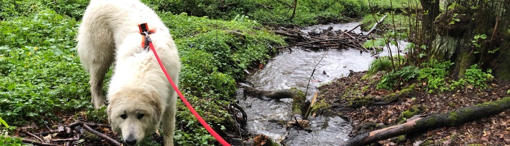 Im kleinen Bächlein ist jetzt wieder viel leckeres Wasser