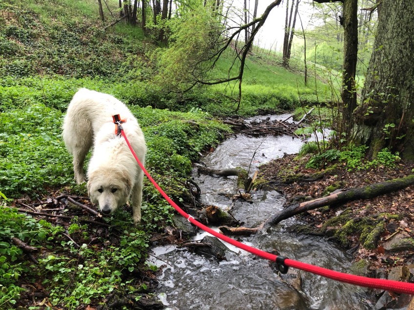 Im kleinen Bächlein ist jetzt wieder viel leckeres Wasser