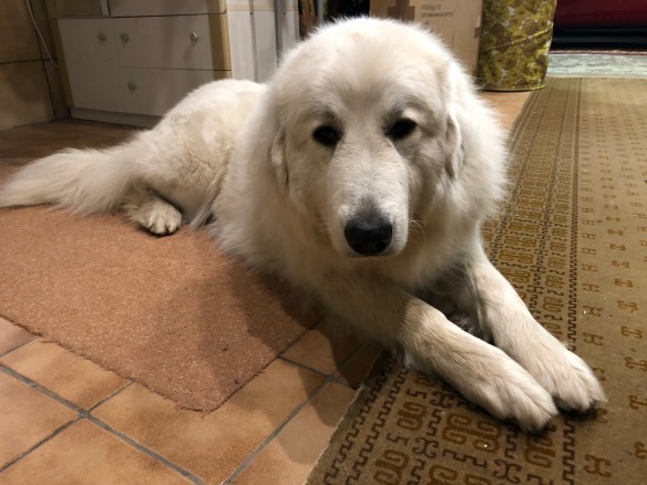 Die Bella wartet auf ihren großen Mensch