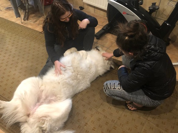 Die Bella fühlt sich wohl bei ihren Menschenschwestern