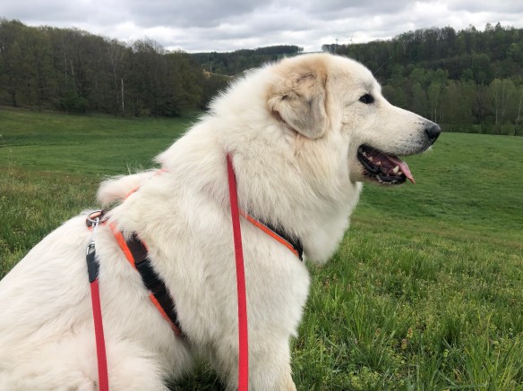Die Bella auf ihrer großen Feldwiese