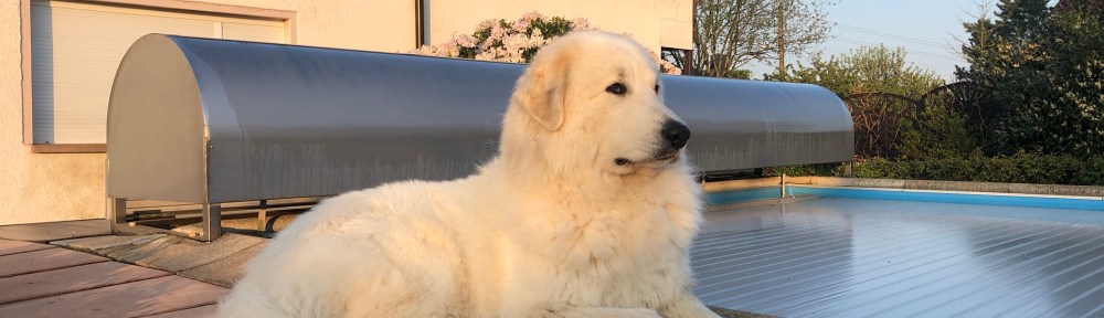 Die Bella ist eine kleine Majestät, eine Pyriprinzessin 🐶👸🏼😃