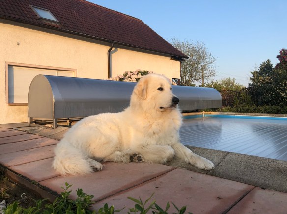 Die Bella ist eine kleine Majestät, eine Pyriprinzessin 🐶👸🏼😃