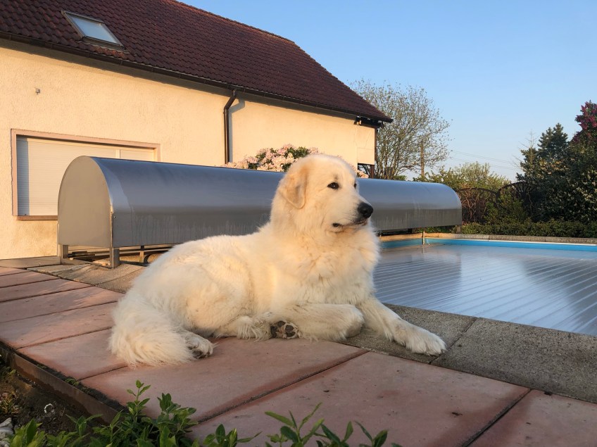 Die Bella ist eine kleine Majestät, eine Pyriprinzessin 🐶👸🏼😃