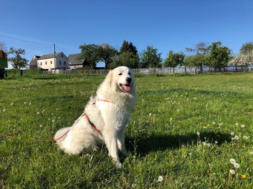 Nachmittagsspaziergang auf der großen Feldwiese …
