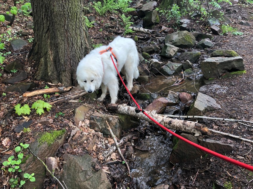 Die Bella schnuffelt am kleinen Wasserfall