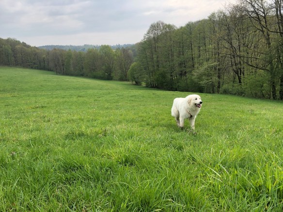 Ohne Leine auf der großen Wiese