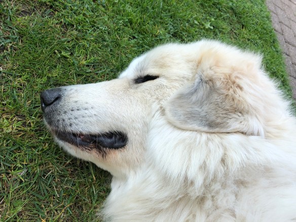 Die kleine Bella muß sich ausruhen!