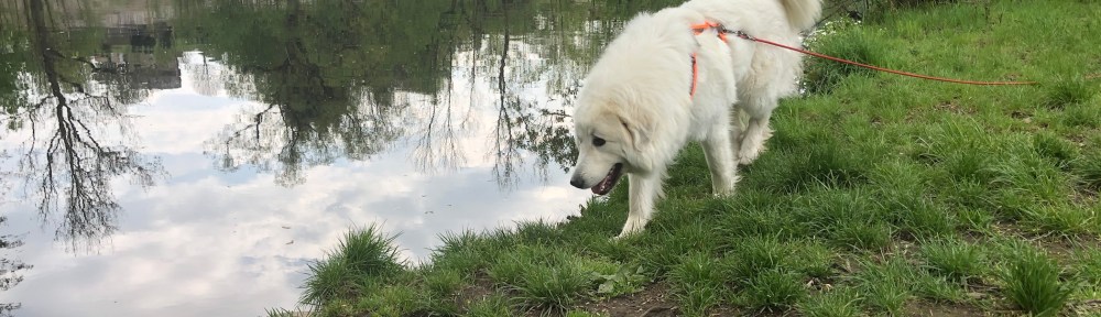 Am Flußufer schnuffeln