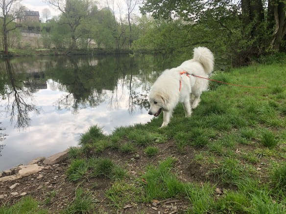 Am Flußufer schnuffeln