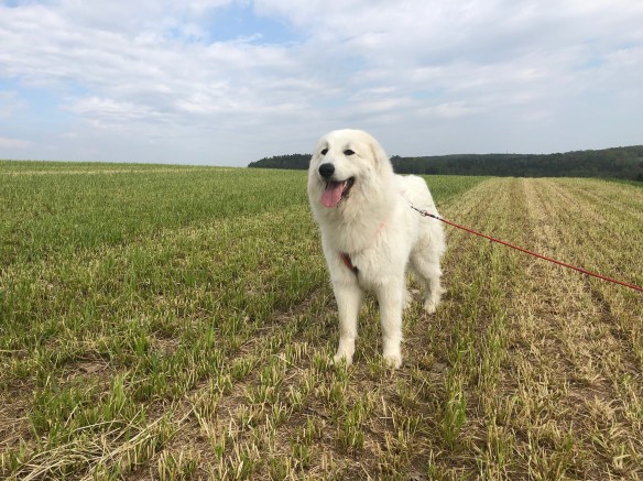 Die Bella auf dem großen Feld