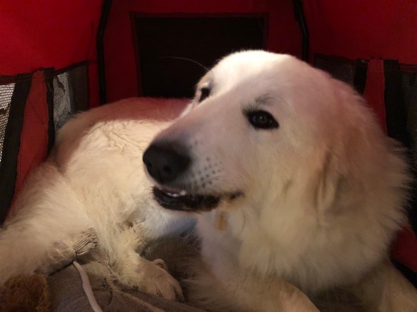 Gute Nacht! Ich knabber noch was und dann schlummer ich!