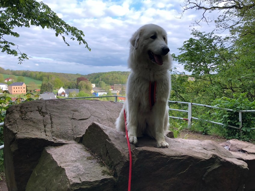 Die Bella beim Spaziergang im Stadtpark