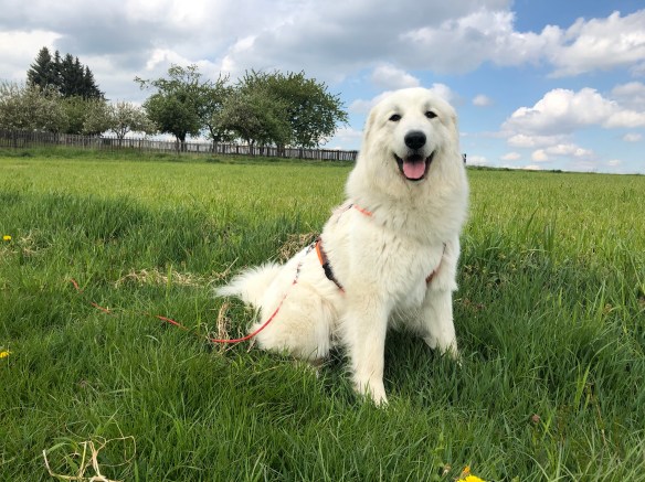 Ich bin die Bella. Ich bin freundlich. Auf meiner großen Feldwiese.