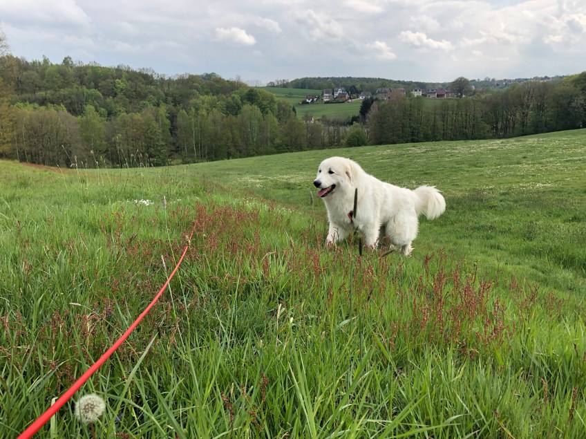 Da kommt eine Bella!