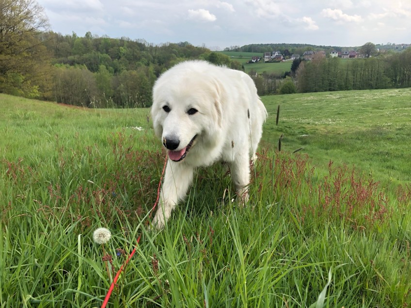 Da bin ich! Guckt mal das schöne Gras an.