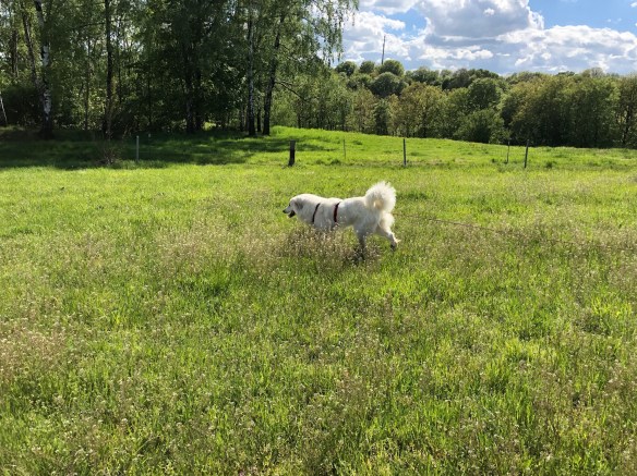 Die Bella auf ihrer großen Feldwiese