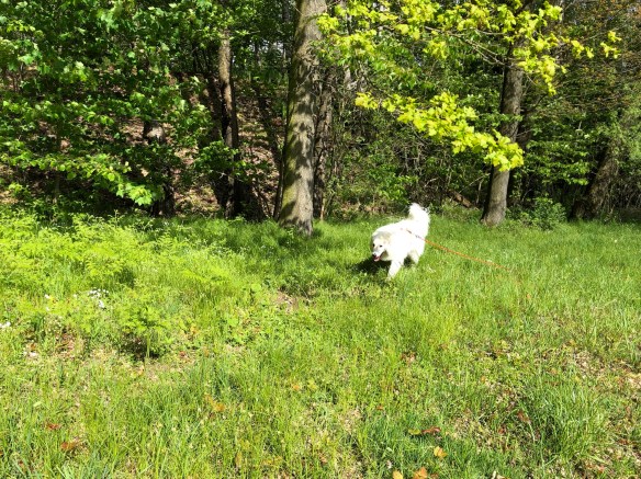 Auf der großen Wiese am großen Fluß mit dem komischen Namen