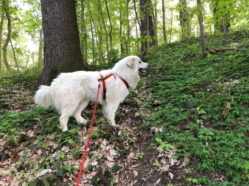 Die Bella beim Klettern im Stadtpark