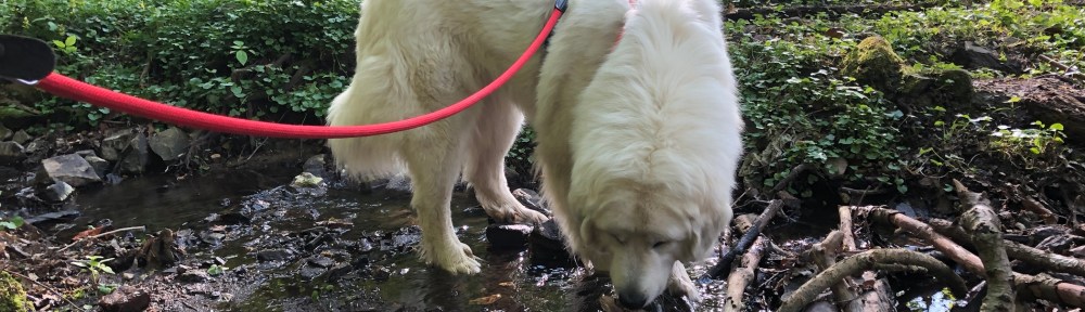 Die Bella kann knabbern wie ein Biber!