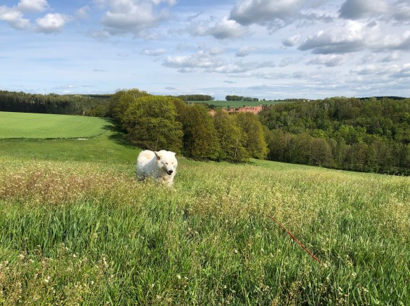 Die Bella flitzt durch das hohe Gras …