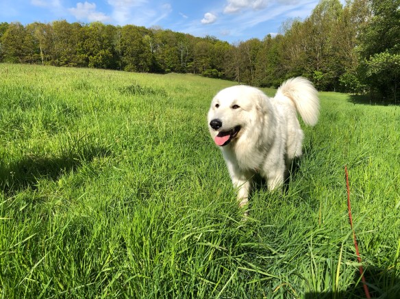 … und schlendert ganz gemütlich