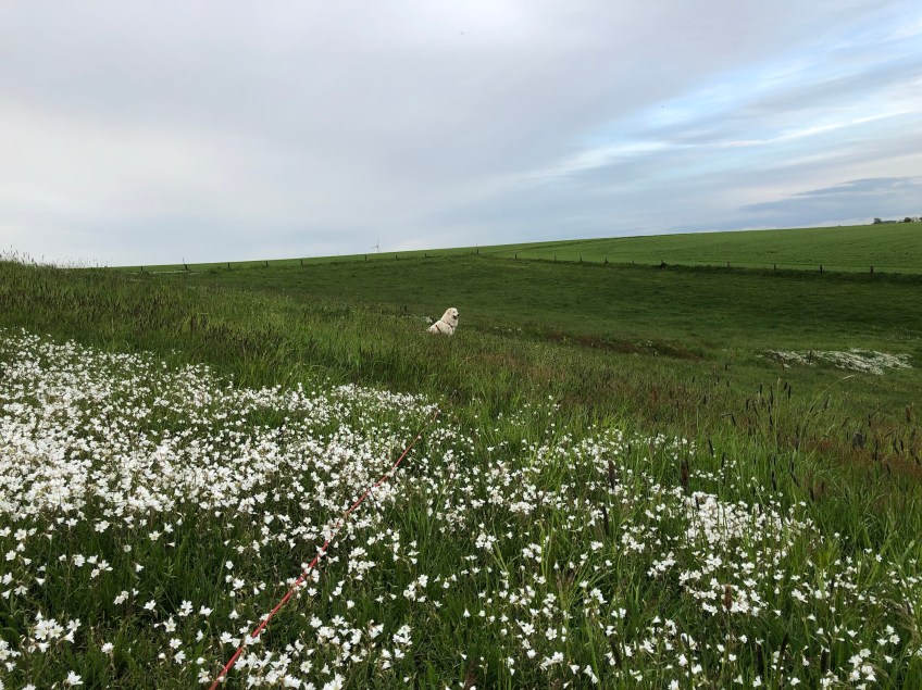 Abendspaziergang