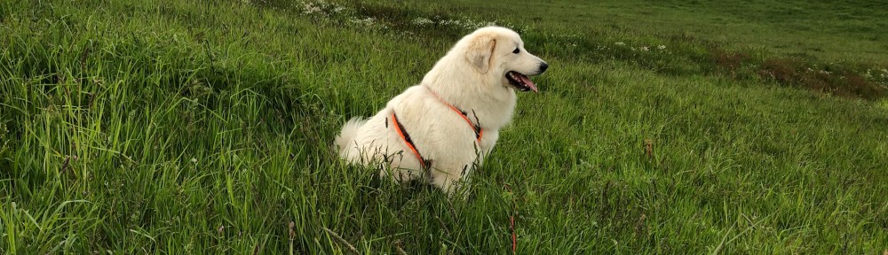 Ich bin's, die Bella