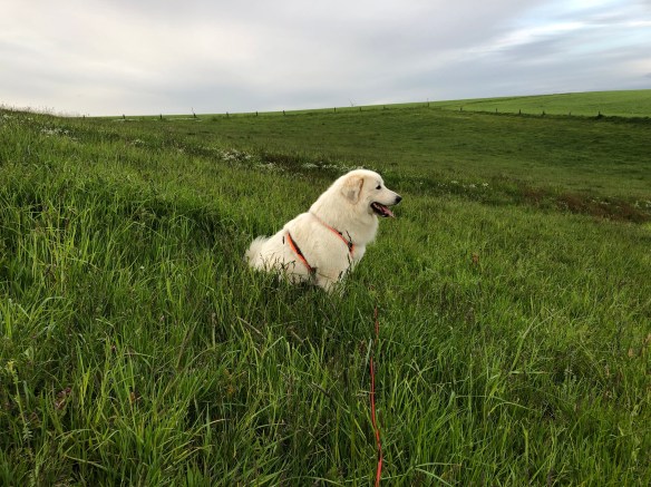 Ich bin's, die Bella