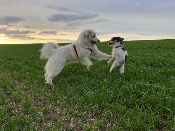 … spielen auf dem großen Feld