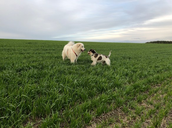 Die Bella und der Kalle …