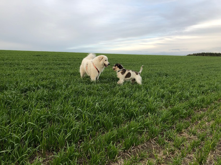 Die Bella und der Kalle …