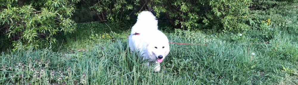 Die Bella führt ihren großen Mensch spazieren